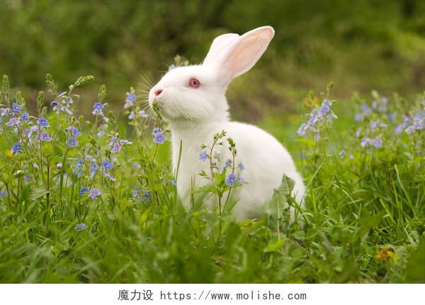 可爱动物在草丛中的抬头的白兔子